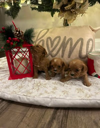 Image 1 of Cavapoo’s