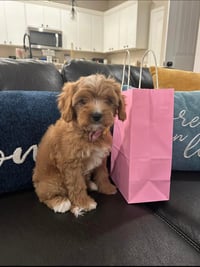 Image 3 of Cavapoo’s
