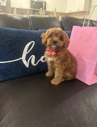 Image 4 of Cavapoo’s