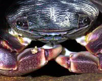 Image 1 of Striped Shore Crab