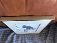 Image 8 of Golden Eagle Print by Luke Raffin, Nature