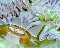 Image 1 of Giant Green Anemone