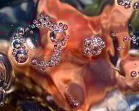 Image 1 of Seastar 02