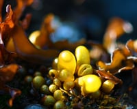 Image 1 of Tidepools (Sea sacks)