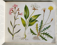 Image 3 of Wild Flowers Puffin Picture Book