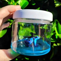 Blue Poison Frog