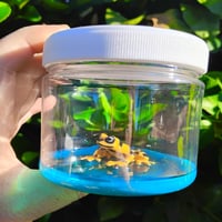 Yellow Poison Frog