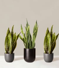 Sansevieria Variety  Trio- Perfect for Gifts!