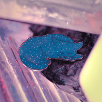 Image 6 of Felis Cat Constellation Enamel Pin