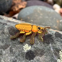 Rhubarb Curculio Weevil Enamel Pin