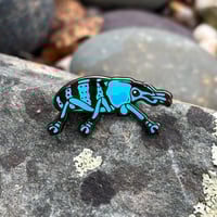 Schonherr's Blue Weevil Enamel Pin