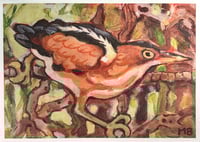 Image 1 of least bittern print