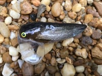 Image 3 of SPEEDBAITS Custom Airbrushed Topwater CICADA 1772