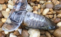 Image 7 of SPEEDBAITS Custom Airbrushed Topwater CICADA 1772
