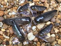 Image 11 of SPEEDBAITS Custom Airbrushed Topwater CICADA 1772