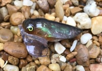 Image 2 of Custom Airbrushed Topwater CICADA 3634