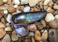 Image 7 of Custom Airbrushed Topwater CICADA 3634