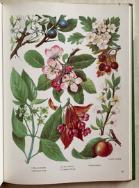 Image 12 of The Oxford book of Wild Flowers