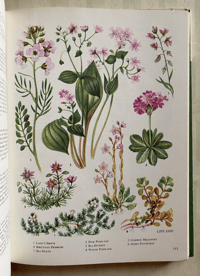 Image 14 of The Oxford book of Wild Flowers