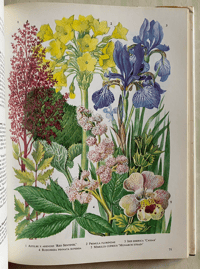 Image 6 of The Oxford Book of Garden Flowers