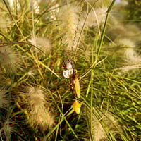 Image 1 of Sautoir « TIMMY »