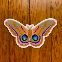 Polyphemus Moth 5" Decal