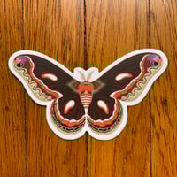 Cecropia Moth 5" Decal