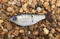 Image 1 of  Custom Airbrushed Glide Bait 7974