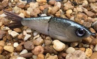 Image 7 of  Custom Airbrushed Glide Bait 7974