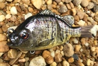 Image 2 of Custom Airbrushed Glide Bait 8085