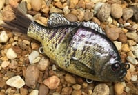 Image 3 of Custom Airbrushed Glide Bait 8085