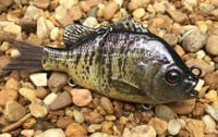 Image 7 of Custom Airbrushed Glide Bait 8085