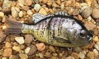 Image 8 of Custom Airbrushed Glide Bait 8085