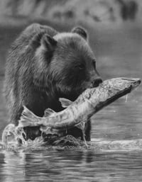 Image 1 of  Giclee print “Catch of the day”  2022
