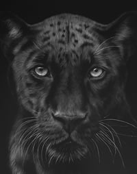 Image 1 of “Midnight Majesty” giclee print 