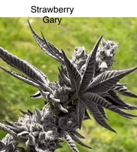 Strawberry Gary crosses