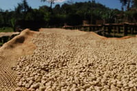 Image 3 of Shilicho - Ethiopie | FILTRE