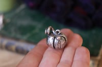 Image 2 of Zucchetta argentata 1