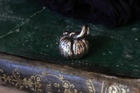 Image 3 of Zucchetta argentata 1