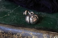 Image 1 of Zucchetta argentata 1