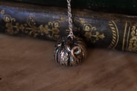 Image 3 of Zucchetta argentata 4