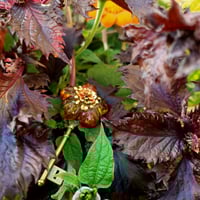 Image 2 of Broche « MARGARET »