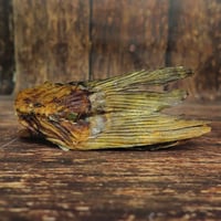 Image 1 of Queue de carpe de la Dombes (France)