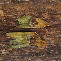 Image 2 of Queue de carpe de la Dombes (France)