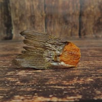 Image 1 of Queue de truite de la Dombes (France)