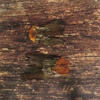 Image 2 of Queue de truite de la Dombes (France)