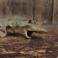 Image 1 of Roussette sauvage (requin entier)