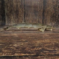 Image 2 of Roussette sauvage (requin entier)