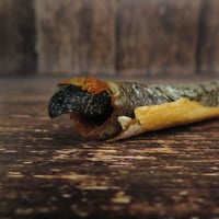 Image 2 of Bâton de peau de saumon (avec chair) XL