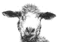 Sheep Print